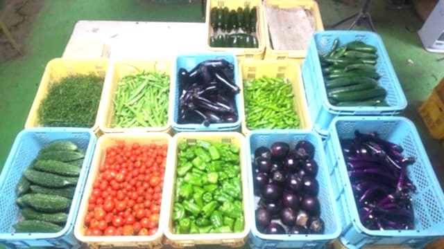 収穫した野菜