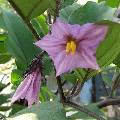 ナスの花
