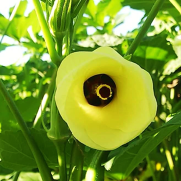 オクラの花