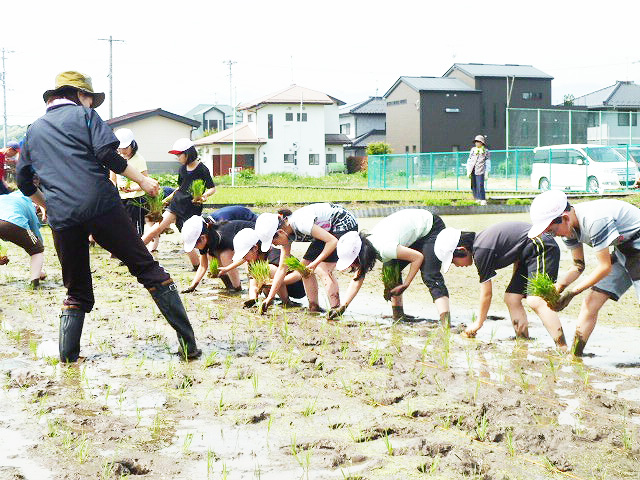 田植え